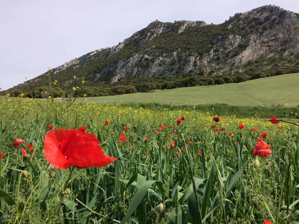 Biznaga Vendégház Casabermeja Kültér fotó